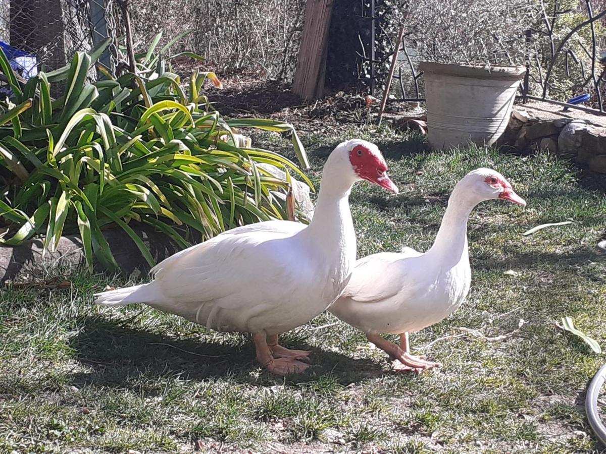 Gite Du Prinas Greolieres Luaran gambar